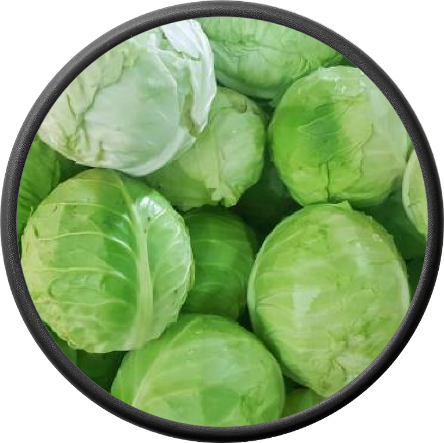 Fresh Cabbage